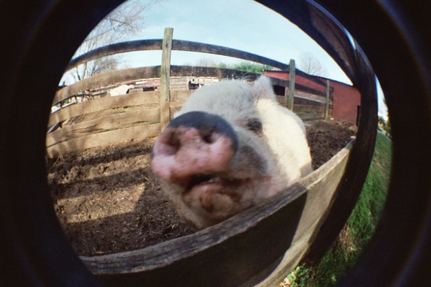Pig in mirror