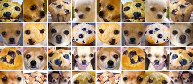chihuahuas and muffins
